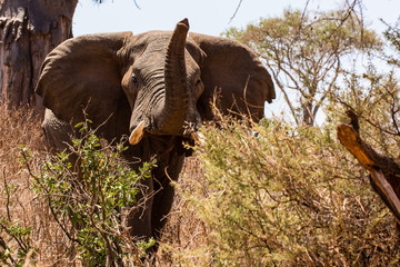 elefante