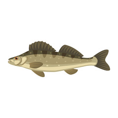 Zander sander lucioperca fish