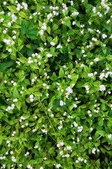 Small white flowers and green leaf background