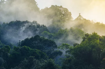 Foto op Plexiglas Uitzicht op de natuur van Khao Yai National Park, Thailand © chokniti