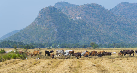 cattle in farm local field Asia