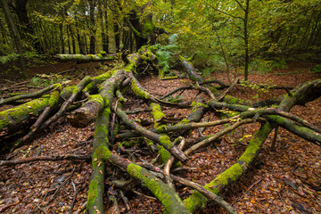 Obraz premium Totholz im Laubwald