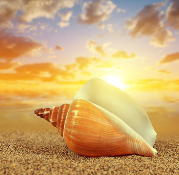 Tropical sea shell on sandy beach at sunset.