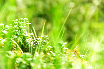 Grass in drops of water