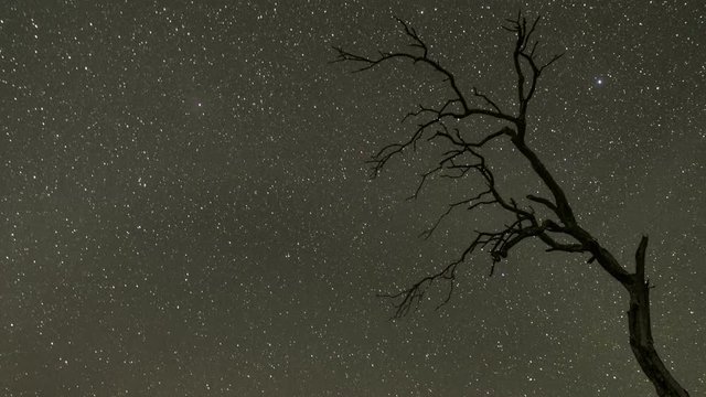 Night sky timelapse of stars and milky way with silhouette trees in the foreground, fade into dawn