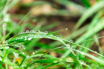 Grass in drops of water