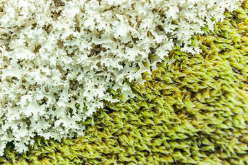 Moss