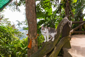 Portrait of cat sitting on the tree at summer
