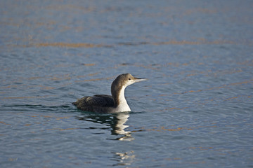 シロエリオオハム(Pacific Loon)