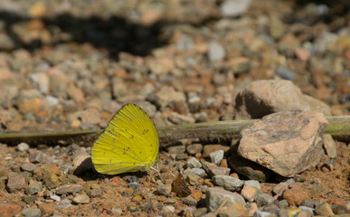 gelber Schmetterling
