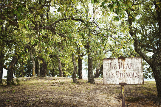 Countryside scene, an orchard with old fruit trees. A faded sign. 