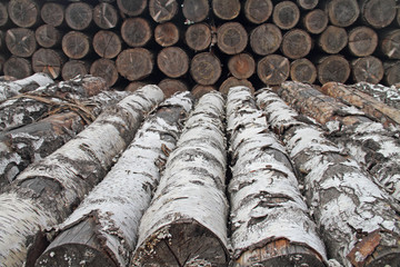 Holz