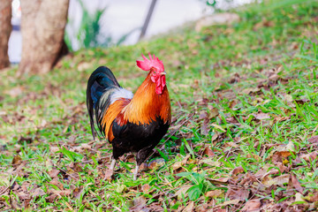 colorful rooster on green nature background