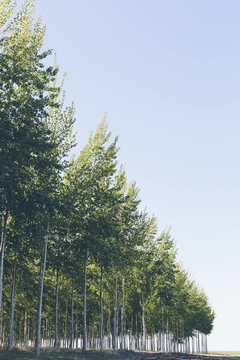 Plantation of poplar trees