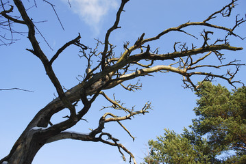 Branches natural dry tree on blue sky background. 