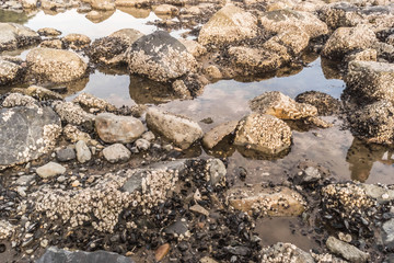 Mussels and anemones