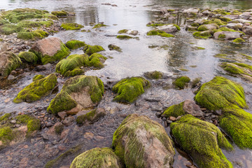 Green moss on rocks