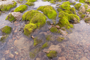 Green moss on the rocks
