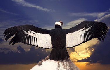 Andean condor
