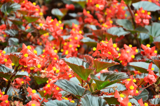 Flowers begonia. Begonia is a flower of extraordinary beauty