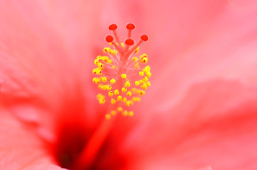Fototapeta na wymiar Flower of red hibiscus