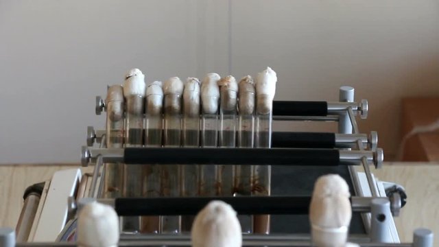 Crude oil degrading bacteria Rhodococcus grow in round  flacks and tubes on laboratory shakers. The top view. Panning straight ahead.