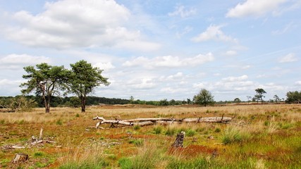 NP Loonse & Drunense duinen © Sjaak