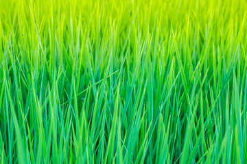 green fresh paddy leaf  background in summer .