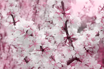 Fototapeta premium cherry blossoms outdoors