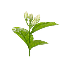 Fototapeta premium Jasmine flower with leaves