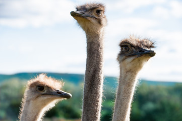 Ostriches with green background