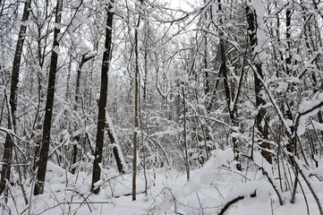 Winter fairy tale in the forest.