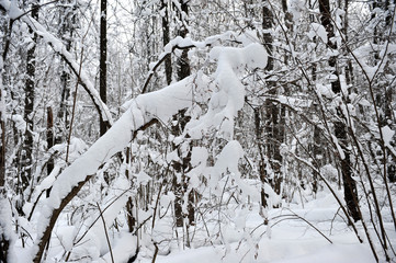 Winter fairy tale in the forest.