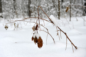 Branches with yellow leaves under snow winter.