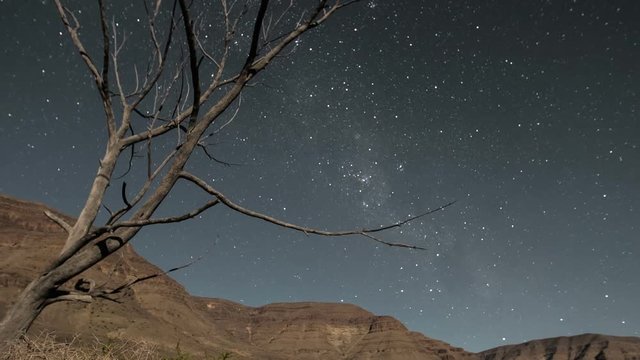 Night sky timelapse of stars and milky way with silhouette trees in the foreground