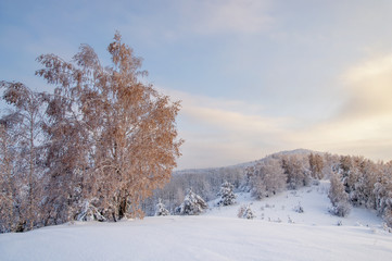 Fototapeta na wymiar Winter sunset snow field with illuminated birch tree on the background of forest hills on top of mountain
