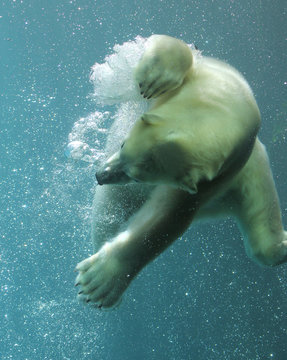 Swimming polar bear