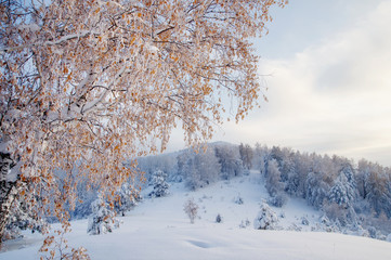 Fototapeta premium Winter sunset illuminated birch tree on the background of snow field and forest hills on top of mountain