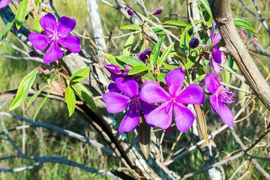Quaresmeira Roxa