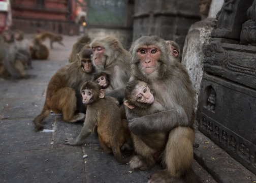 Nepal, Himalaya, Kathmandu, monkeys at Swayambhunath temple