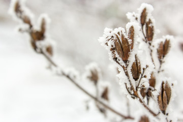 Close-up branch in frost and snow in the winter
