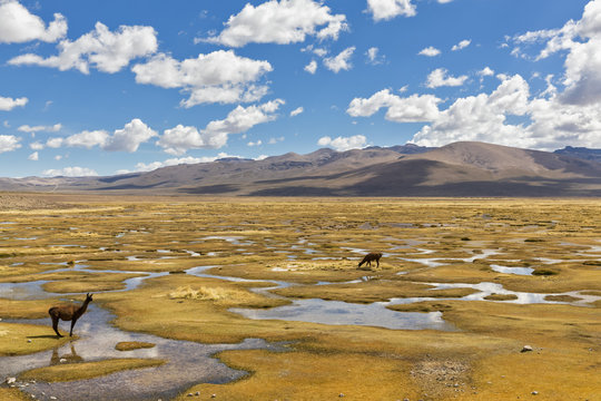 Peru, La Reserva Nacional Salinas y Aguada Blanca, llamas in swamp