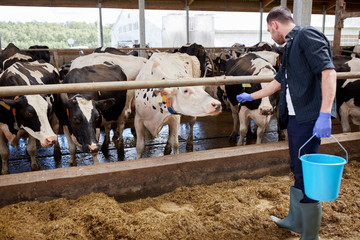 man with cows and bucket in cowshed on dairy farm