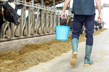 man with bucket walking in cowshed on dairy farm © Syda Productions