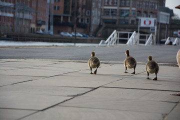 Geese Ducklings