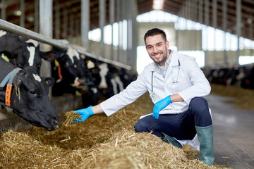 veterinarian feeding cows in cowshed on dairy farm © Syda Productions