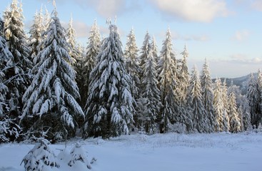 Tannen im Winter