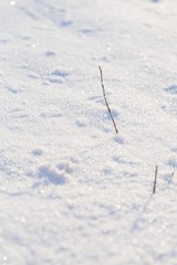Winter snow background with snow covered plants