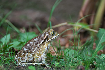 Cute frog outdoor in the grass