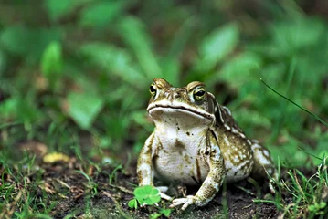 Door stickers Frog Cute frog outdoor in the grass